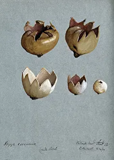 Mycology Prints: A cup fungus (Peziza species): five fruiting bodies, 1894. Creator: C Bucknall