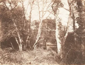 Llewelyn John Dillwyn Prints: Cureuleo Meadow, 1853-56. Creator: John Dillwyn Llewelyn