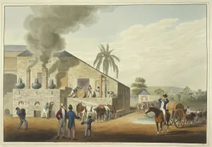 Enslaved People Prints: Curing-house and stills in Antigua, 1823. Creator: William Clark