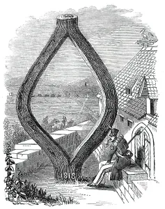 Natural Phenomenon Prints: Curious Oak at Baden-Baden, 1844. Creator: Unknown