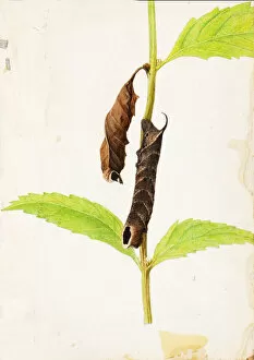 Caterpillar Collection: Curled Dead Leaf Mimicking Sphinx Caterpillar... early 20th century. Creator: Gerald H
