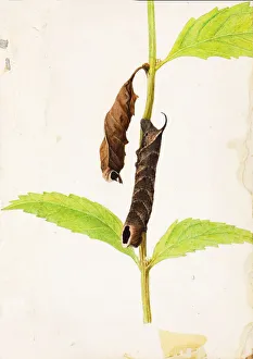 Camouflage Collection: Curled Dead Leaf Mimicking Sphinx Caterpillar... early 20th century. Creator: Gerald H
