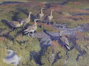 Beaks Prints: Curlews about to take flight, 1911. Creator: Vilhelm Theodor Fischer
