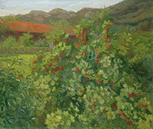 Bushes Prints: The Currant Bush, 1905. Creator: Thorvald Erichsen