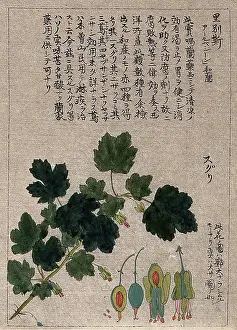 Flowering Prints: A currant plant (Ribes species): flowering stem with floral segments. Creator: Unknown
