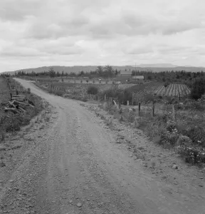 Strawberries Gallery: Another cut-over farm located across the road from Kytta place, Michigan Hill, Washington, 1939