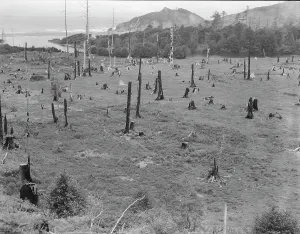 Deforestation Prints: Cut-over land, part of stump ranch