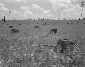 Deforestation Prints: Cut-over long leaf yellow pine forest