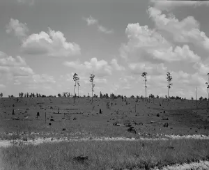 Deforestation Prints: Cut-over long leaf yellow pine forest, Mississippi, 1937. Creator: Dorothea Lange