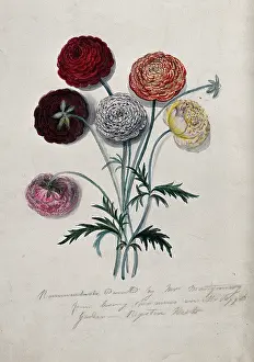 Montgomery Prints: Six cut Ranunculus flowers: double-flowered varieties with leaves. Creator: Mrs Montgomery