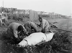 Subsistence Prints: Cutting up a beluga-Kotzebue, c1929. Creator: Edward Sheriff Curtis