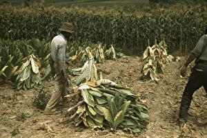 Farm Worker Collection: Cutting Burley tobacco and putting it on sticks to wilt...on the Russell Spears farm, Ky. 1940