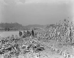Cutting the corn on the Miller farm near West Carlton, Yamhill County, Oregon, 1939. Creator: Dorothea Lange