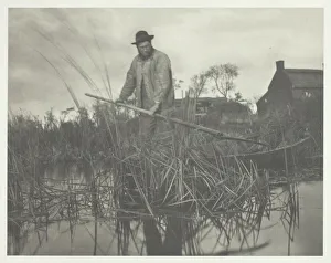 Edition Of 200 Prints: Cutting the Gladdon, 1886. Creator: Peter Henry Emerson