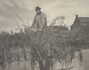 Cutting the Gladdon, 1886. Creators: Dr Peter Henry Emerson, Thomas Frederick Goodall