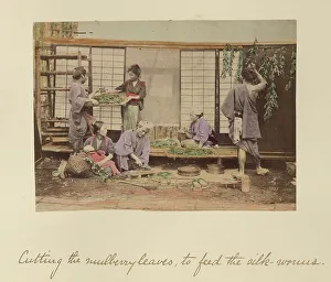 Cutting Prints: Cutting the Mulberry Leaves... about 1873-1883. Creator: Shinichi Suzuki I