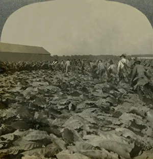 Kentucky Prints: Cutting Tobacco, Kentucky, U. S. A. 1904. Creator: Keystone View Company