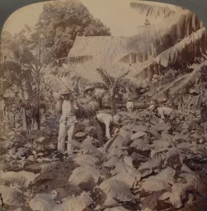 Studios Prints: Cutting Tobacco - A Typical Plantation - Province of Havana