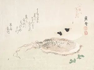 Cuttle Fish, early 19th century. Creator: Kikuchi Yosai