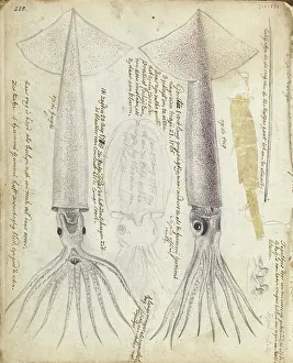 Brandes Jan Prints: Cuttlefish and Gorita, 1785. Creator: Jan Brandes