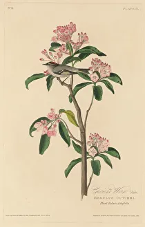 Shrub Prints: Cuviers Wren, 1829. Creator: Robert Havell