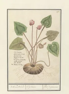 Cyclamen Prints: Cyclamen, 1596-1610. Creators: Anselmus de Boodt, Elias Verhulst