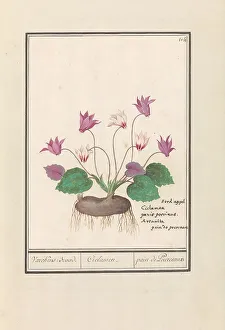 Cyclamen, 1596-1610. Creators: Anselmus de Boodt, Elias Verhulst
