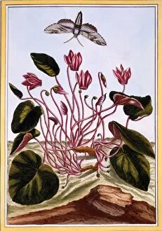 Hand Coloured Engraving Collection: Cyclamen, pub. 1776. Creator: Pierre Joseph Buchoz (1731-1807)