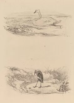 Swan Gallery: Cygne, heron. Creator: Karl Bodmer