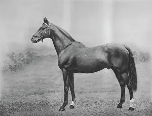 Stallion Prints: Cyllene, 1911