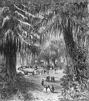 Spanish Moss Gallery: Cypress Gardens of Chapultepec; A Ride Round the Valley of Mexico, 1875. Creator: Unknown