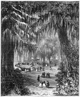 Cypress grove at Chapultepec, Mexico City, 1877