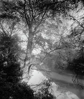Cypress Prints: Cypress at Micos, between 1880 and 1897. Creator: William H. Jackson