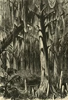 Tillandsia Usneoides Gallery: Cypress-Swamp, 1872. Creator: J. G. Smithwick