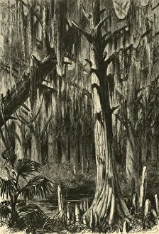 Alfred R Waud Gallery: Cypress-Swamp, 1872. Creator: J. G. Smithwick