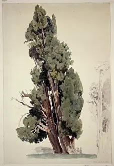 1826 Prints: Cypresses in the park of the Villa d'Este in Tivoli
