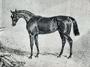 Cyprian, 19th century, (1911)