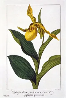 Plant Plants Prints: Cypripedium, pub. 1836. Creator: Panacre Bessa (1772-1846)