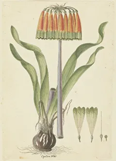 Seed Head Prints: Cyranthus obliquus (L.f.) Aiton (Knysna lily), 1777-1786. Creator: Robert Jacob Gordon