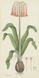 Amaryllidaceae Prints: Cyrtanthus carneus Lindl. (Sand-lily), 1777-1786. Creator: Robert Jacob Gordon