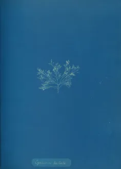Cystoseira barbata, ca. 1853. Creator: Anna Atkins