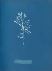 Earliest Prints: Cystoseira ericoides, ca. 1853. Creator: Anna Atkins