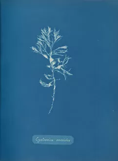 Blueprint Gallery: Cystoseira ericoides, ca. 1853. Creator: Anna Atkins