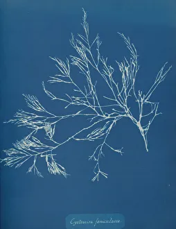 Earliest Prints: Cystoseira faeniculacea, ca. 1853. Creator: Anna Atkins