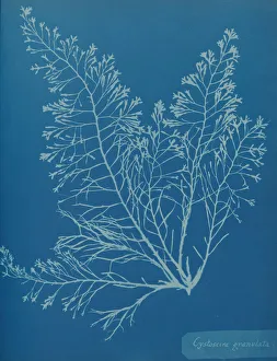 Earliest Prints: Cystoseira granulata, ca. 1853. Creator: Anna Atkins
