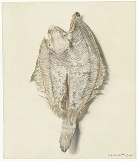 Dab, 1837. Creator: Hendrik Gerrit ten Cate