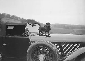 Cute Gallery: Dachshund standing on the bonnet of Charles Mortimers Bentley, c1930s Artist: Bill Brunell
