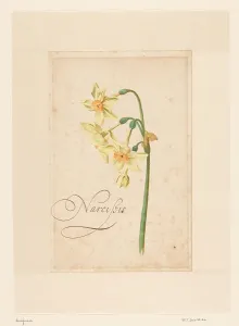 Narcissus Prints: Daffodil, 1650-1699. Creator: Anon