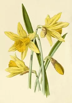 Hulme Gallery: Daffodil, 1877. Creator: Frederick Edward Hulme