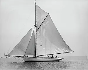 Daffodil, 1894 Aug 4. Creator: Johns Johnston